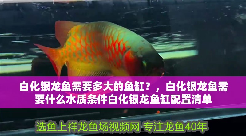 白化銀龍魚需要多大的魚缸？，白化銀龍魚需要什么水質條件白化銀龍魚缸配置清單
