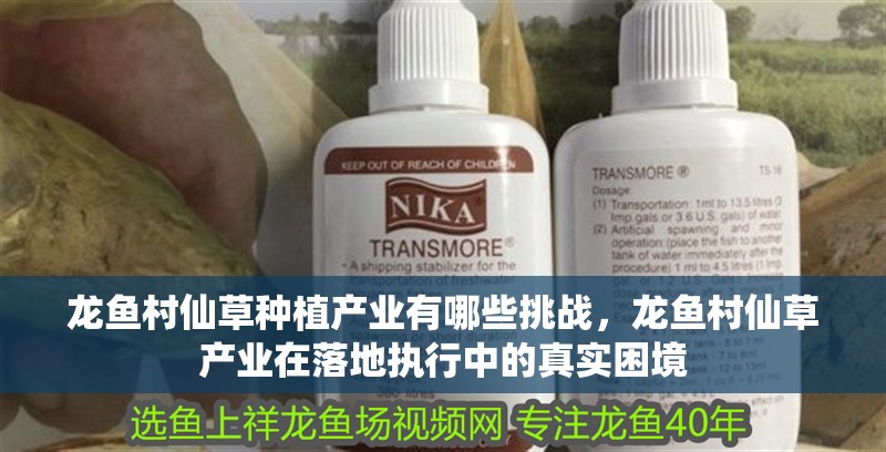 龍魚村仙草種植產(chǎn)業(yè)有哪些挑戰(zhàn)，龍魚村仙草產(chǎn)業(yè)在落地執(zhí)行中的真實困境