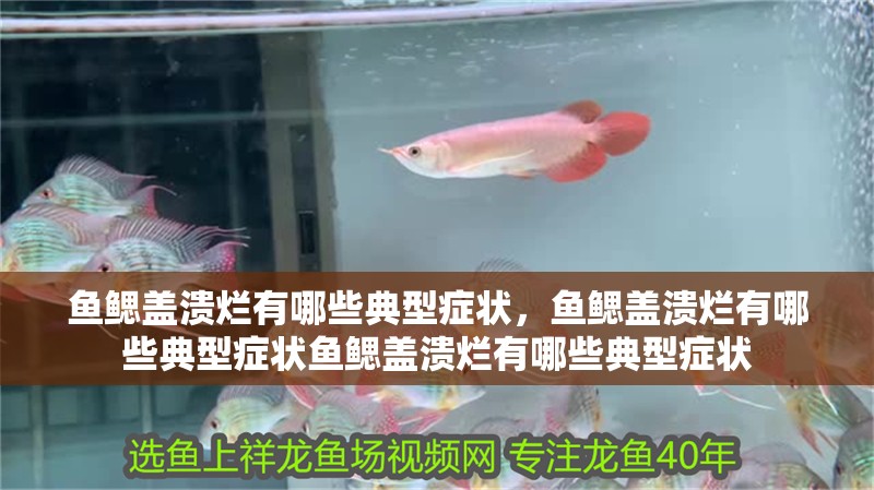 魚鰓蓋潰爛有哪些典型癥狀，魚鰓蓋潰爛有哪些典型癥狀魚鰓蓋潰爛有哪些典型癥狀