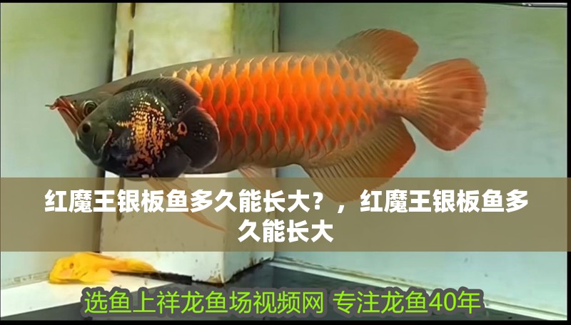 紅魔王銀板魚(yú)多久能長(zhǎng)大？，紅魔王銀板魚(yú)多久能長(zhǎng)大