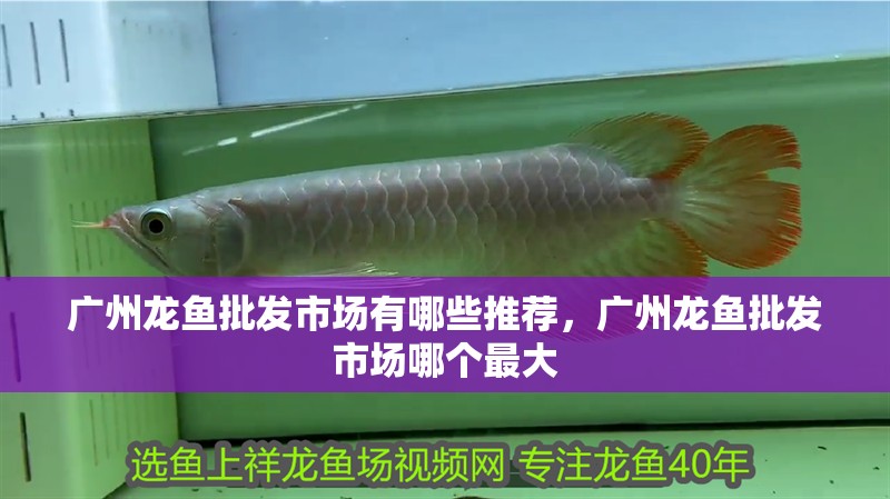 廣州龍魚批發(fā)市場有哪些推薦，廣州龍魚批發(fā)市場哪個(gè)最大
