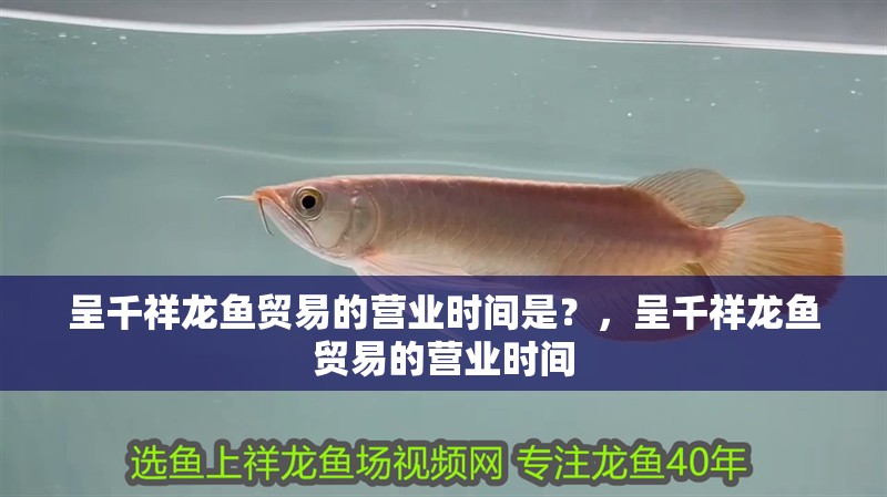 呈千祥龍魚貿易的營業時間是？，呈千祥龍魚貿易的營業時間