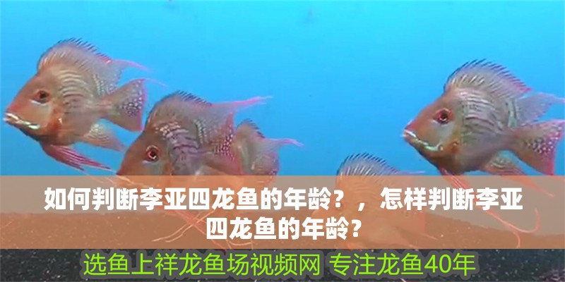 如何判斷李亞四龍魚的年齡？，怎樣判斷李亞四龍魚的年齡？