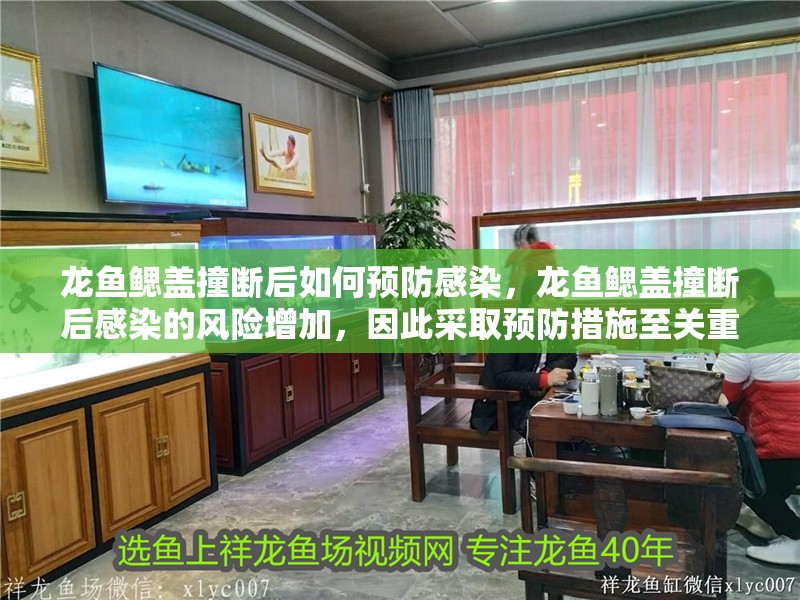 龍魚鰓蓋撞斷后如何預(yù)防感染，龍魚鰓蓋撞斷后感染的風(fēng)險增加，因此采取預(yù)防措施至關(guān)重要