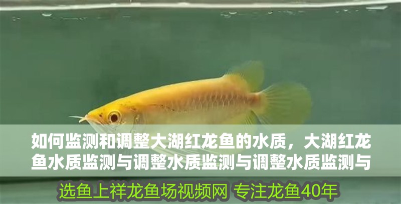 如何監(jiān)測(cè)和調(diào)整大湖紅龍魚(yú)的水質(zhì)，大湖紅龍魚(yú)水質(zhì)監(jiān)測(cè)與調(diào)整水質(zhì)監(jiān)測(cè)與調(diào)整水質(zhì)監(jiān)測(cè)與調(diào)整