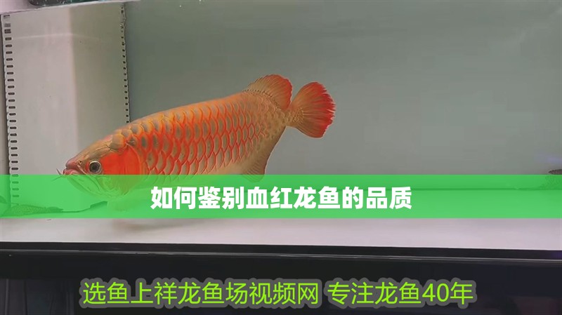 如何鑒別血紅龍魚的品質
