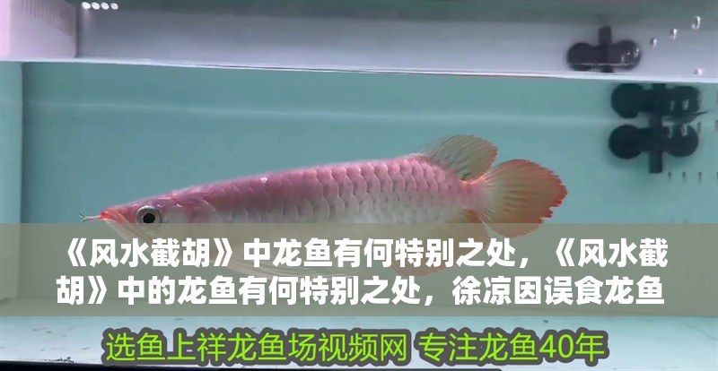 《風(fēng)水截胡》中龍魚(yú)有何特別之處，《風(fēng)水截胡》中的龍魚(yú)有何特別之處，徐涼因誤食龍魚(yú)獲得“狀元命格”
