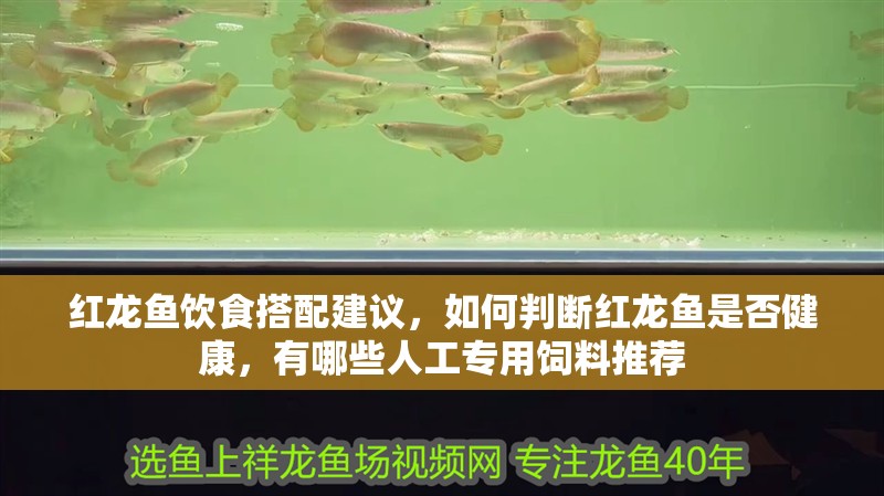 紅龍魚飲食搭配建議，如何判斷紅龍魚是否健康，有哪些人工專用飼料推薦