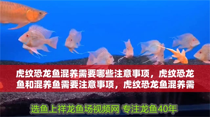 虎紋恐龍魚混養需要哪些注意事項，虎紋恐龍魚和混養魚需要注意事項，虎紋恐龍魚混養需要注意什么
