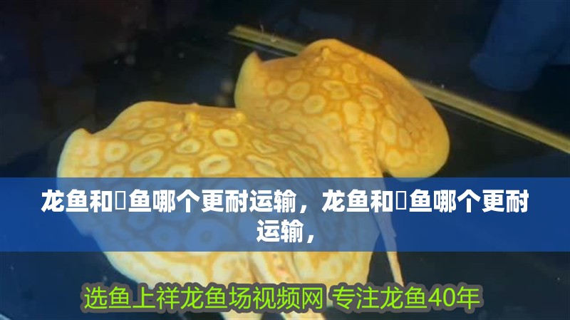 龍魚和魟魚哪個更耐運輸，龍魚和魟魚哪個更耐運輸，