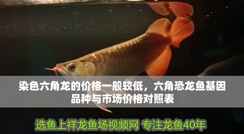 染色六角龍的價格一般較低，六角恐龍魚基因品種與市場價格對照表