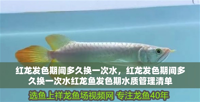 紅龍發色期間多久換一次水，紅龍發色期間多久換一次水紅龍魚發色期水質管理清單