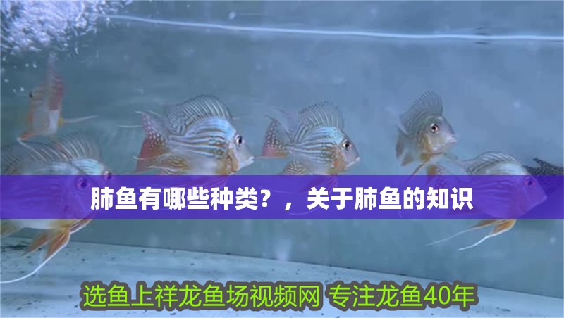 肺魚有哪些種類？，關于肺魚的知識
