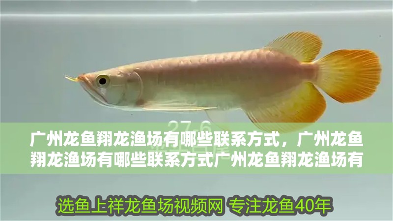 廣州龍魚翔龍漁場有哪些聯系方式，廣州龍魚翔龍漁場有哪些聯系方式廣州龍魚翔龍漁場有哪些