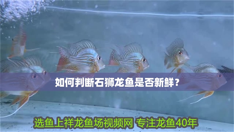 如何判斷石獅龍魚是否新鮮？