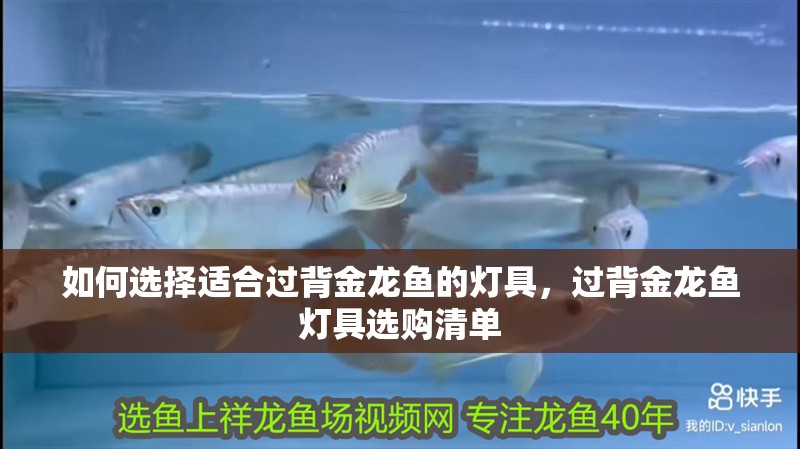 如何選擇適合過背金龍魚的燈具，過背金龍魚燈具選購清單