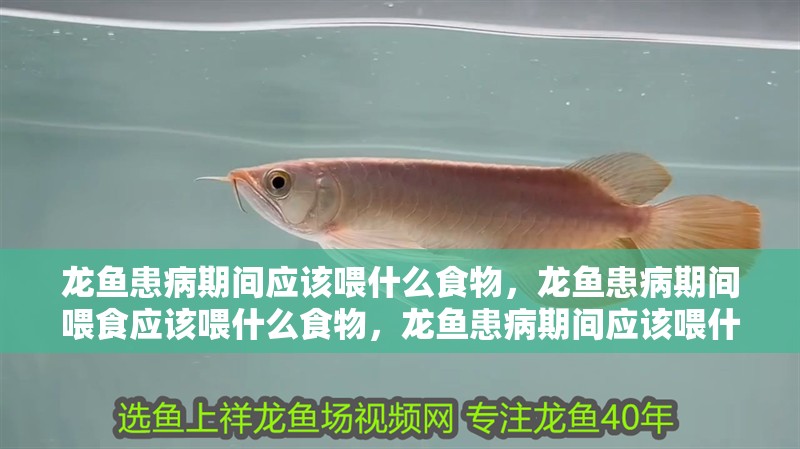 龍魚(yú)患病期間應(yīng)該喂什么食物，龍魚(yú)患病期間喂食應(yīng)該喂什么食物，龍魚(yú)患病期間應(yīng)該喂什么食物