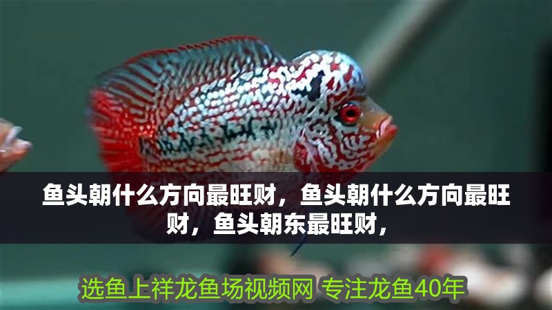 魚頭朝什么方向最旺財，魚頭朝什么方向最旺財，魚頭朝東最旺財，