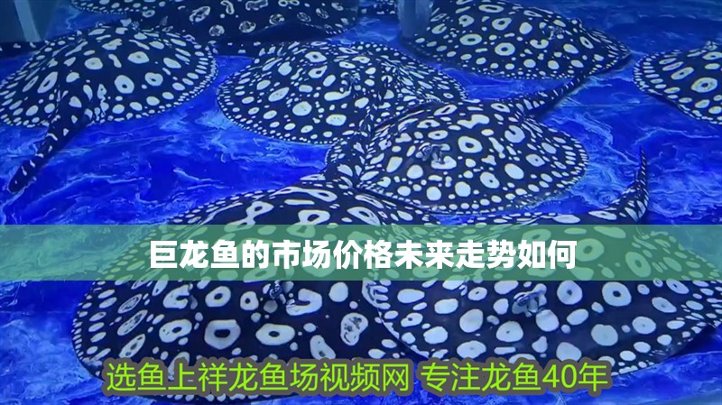 巨龍魚的市場價格未來走勢如何