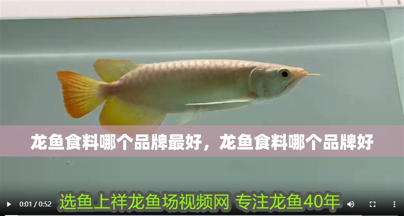 龍魚食料哪個(gè)品牌最好，龍魚食料哪個(gè)品牌好