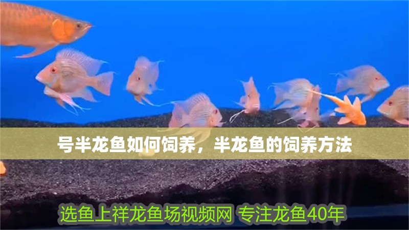 號半龍魚如何飼養，半龍魚的飼養方法