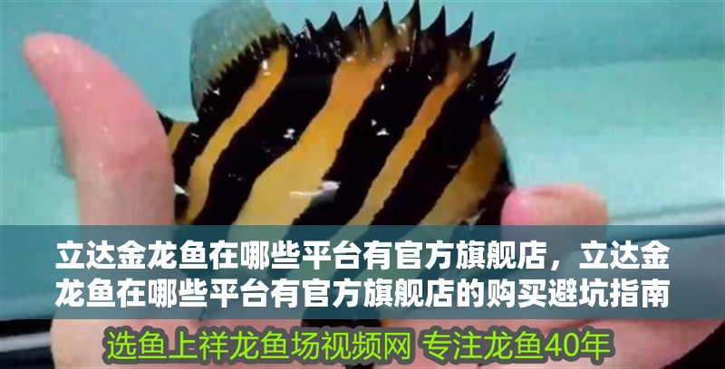立達金龍魚在哪些平臺有官方旗艦店，立達金龍魚在哪些平臺有官方旗艦店的購買避坑指南