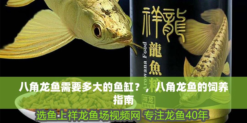 八角龍魚需要多大的魚缸？，八角龍魚的飼養指南