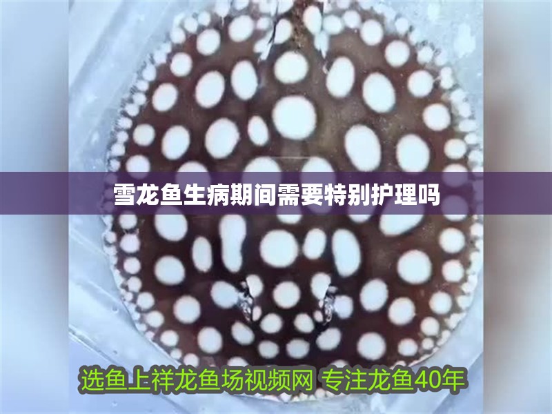 雪龍魚生病期間需要特別護理嗎