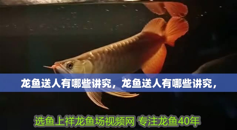 龍魚送人有哪些講究，龍魚送人有哪些講究，