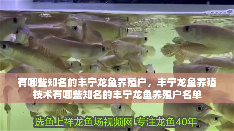 有哪些知名的豐寧龍魚養(yǎng)殖戶，豐寧龍魚養(yǎng)殖技術(shù)有哪些知名的豐寧龍魚養(yǎng)殖戶名單