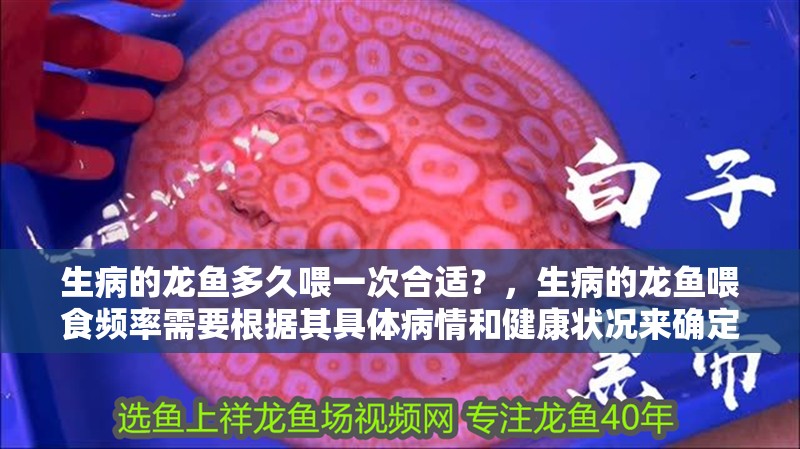 生病的龍魚多久喂一次合適？，生病的龍魚喂食頻率需要根據(jù)其具體病情和健康狀況來確定