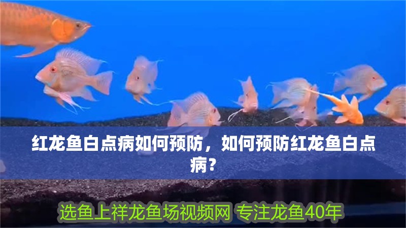 紅龍魚白點病如何預防，如何預防紅龍魚白點病？