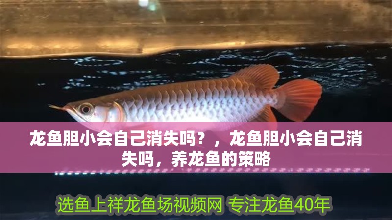 龍魚膽小會自己消失嗎？，龍魚膽小會自己消失嗎，養(yǎng)龍魚的策略
