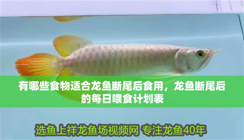 有哪些食物適合龍魚斷尾后食用，龍魚斷尾后的每日喂食計劃表