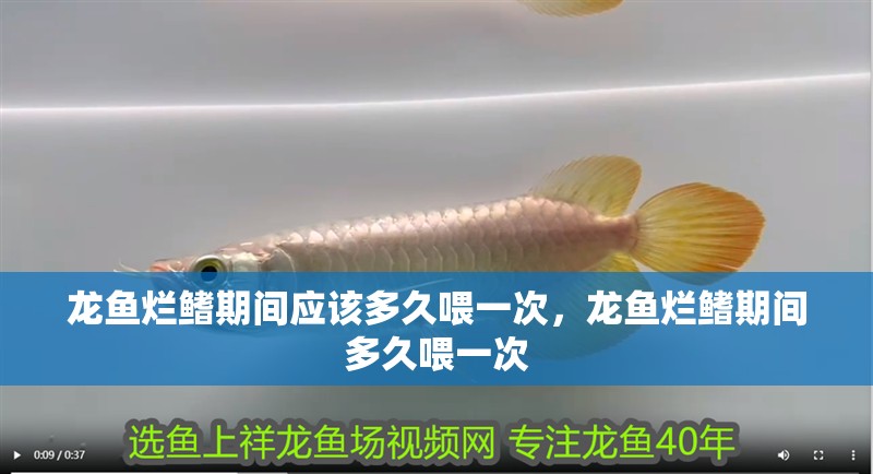 龍魚爛鰭期間應(yīng)該多久喂一次，龍魚爛鰭期間多久喂一次