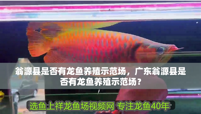 翁源縣是否有龍魚養(yǎng)殖示范場，廣東翁源縣是否有龍魚養(yǎng)殖示范場？