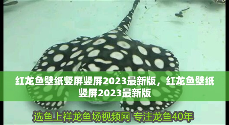 紅龍魚壁紙豎屏豎屏2023最新版，紅龍魚壁紙豎屏2023最新版