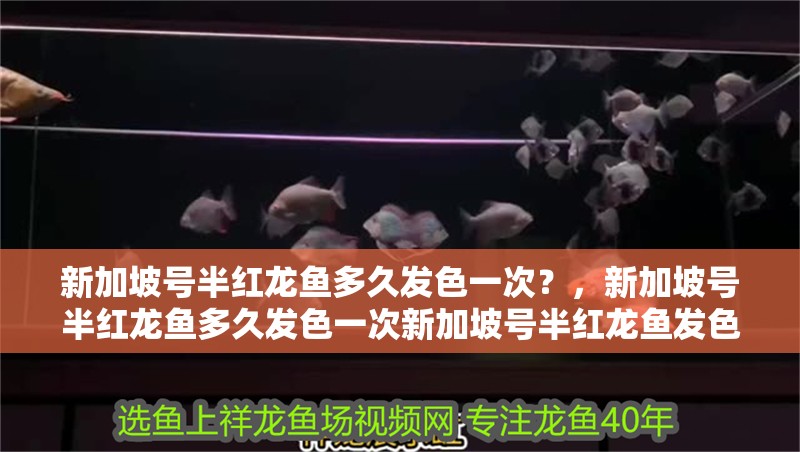 新加坡號半紅龍魚多久發(fā)色一次？，新加坡號半紅龍魚多久發(fā)色一次新加坡號半紅龍魚發(fā)色一次