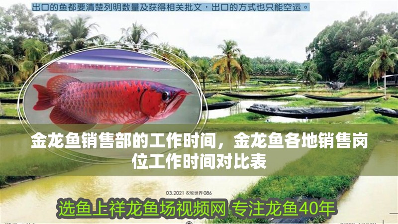 金龍魚銷售部的工作時間，金龍魚各地銷售崗位工作時間對比表