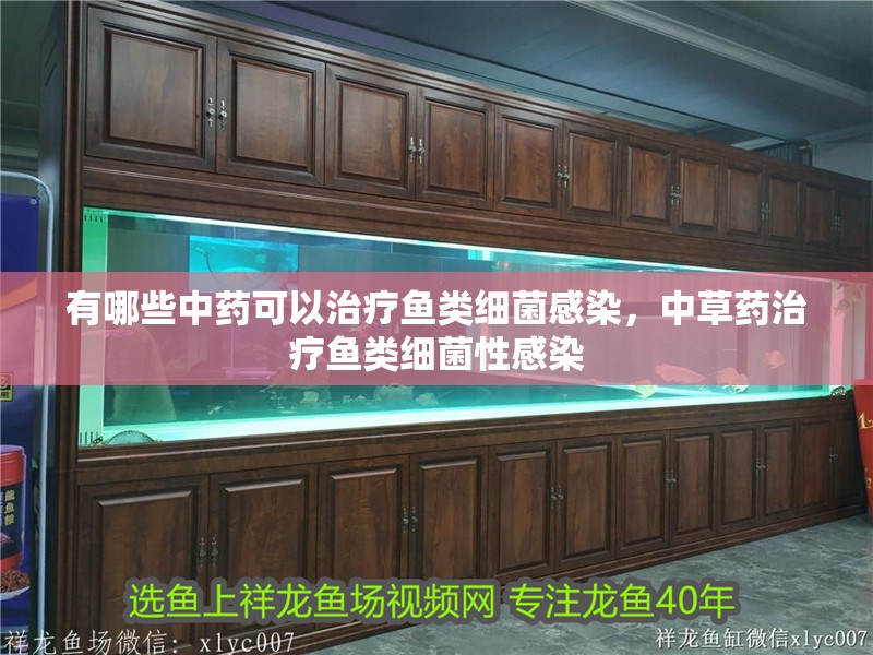 有哪些中藥可以治療魚(yú)類細(xì)菌感染，中草藥治療魚(yú)類細(xì)菌性感染