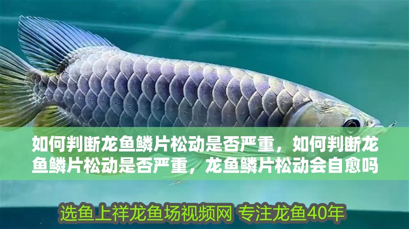 如何判斷龍魚鱗片松動是否嚴重，如何判斷龍魚鱗片松動是否嚴重，龍魚鱗片松動會自愈嗎