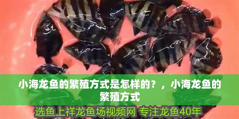 小海龍魚的繁殖方式是怎樣的？，小海龍魚的繁殖方式
