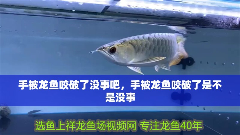 手被龍魚咬破了沒事吧，手被龍魚咬破了是不是沒事
