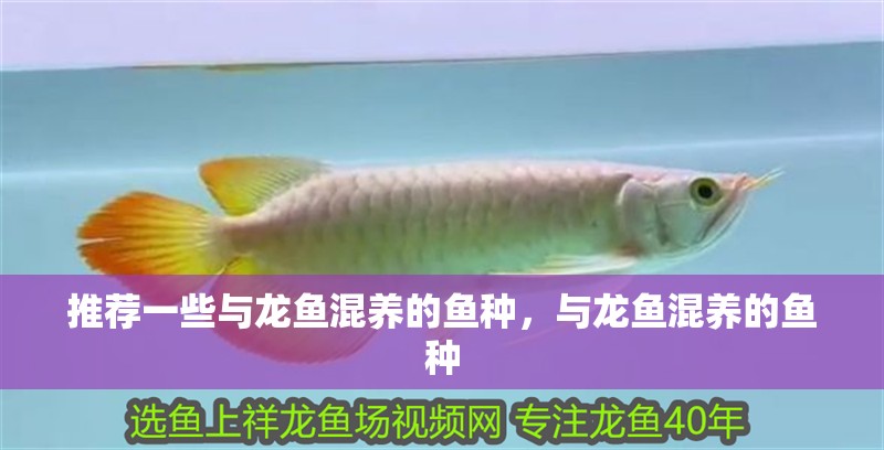 推薦一些與龍魚混養的魚種，與龍魚混養的魚種