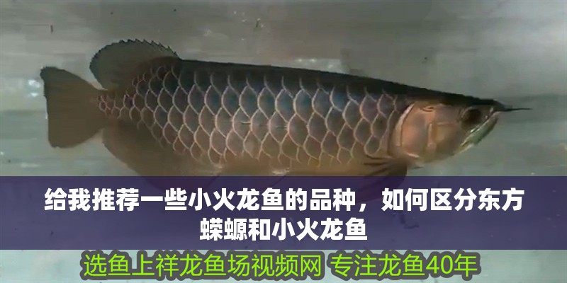 給我推薦一些小火龍魚的品種，如何區分東方蠑螈和小火龍魚