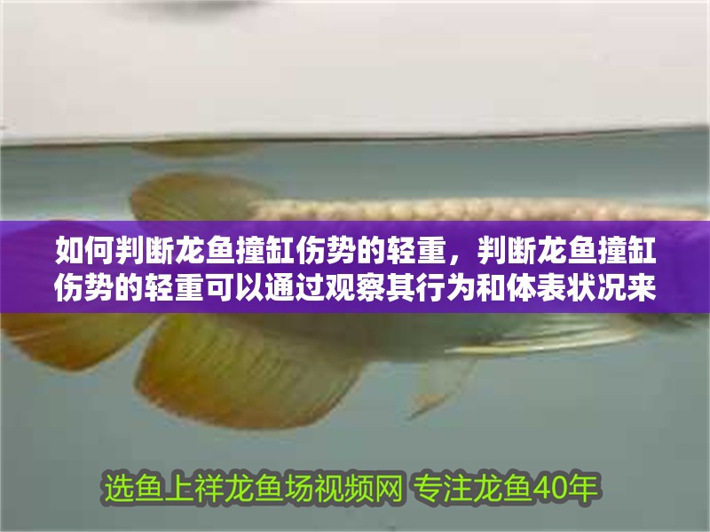 如何判斷龍魚撞缸傷勢的輕重，判斷龍魚撞缸傷勢的輕重可以通過觀察其行為和體表狀況來判斷