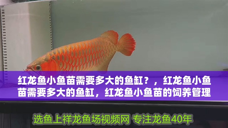 紅龍魚小魚苗需要多大的魚缸？，紅龍魚小魚苗需要多大的魚缸，紅龍魚小魚苗的飼養(yǎng)管理時(shí)間表