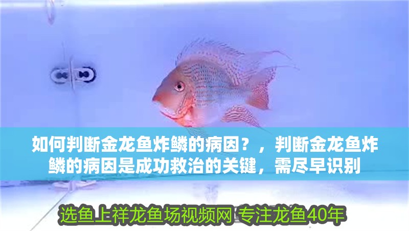 如何判斷金龍魚炸鱗的病因？，判斷金龍魚炸鱗的病因是成功救治的關(guān)鍵，需盡早識別