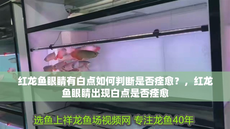紅龍魚眼睛有白點如何判斷是否痊愈？，紅龍魚眼睛出現白點是否痊愈