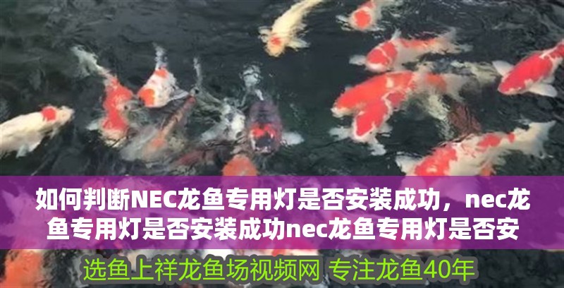 如何判斷NEC龍魚專用燈是否安裝成功，nec龍魚專用燈是否安裝成功nec龍魚專用燈是否安裝成功
